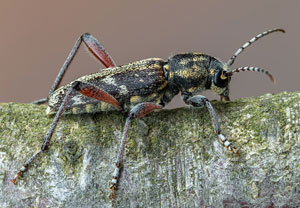 Dunkler Holzklafterbock (Xylotrechus rusticus), 03.07.2021, Jülich