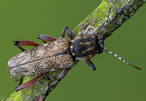 Dunkler Holzklafterbock (Xylotrechus rusticus), 03.07.2021, Jülich