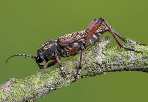 Dunkler Holzklafterbock (Xylotrechus rusticus), 03.07.2021, Jülich