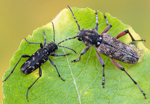 Dunkler Holzklafterbock (Xylotrechus rusticus), 04.07.2021, Jülich