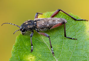 Dunkler Holzklafterbock (Xylotrechus rusticus), 04.07.2021, Jülich