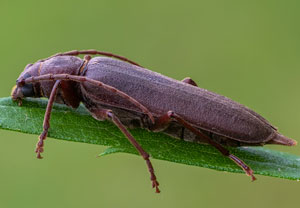 Dunkelbrauner Halsgrubenbock (Arhopalus rusticus), 27.07.2021, Wyry
