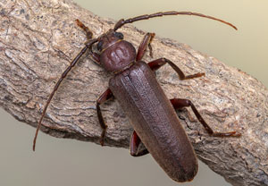 Dunkelbrauner Halsgrubenbock (Arhopalus rusticus), 04.06.2022, Hürth