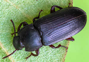 Mehlkäfer (Tenebrio molitor), 30.07.2021, Wyry