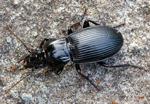 Pterostichus melas, 21.07.2021, Dursztyn