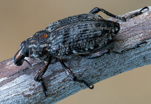 Sand-Steppenrüssler (Coniocleonus hollbergi), 22.07.2021, Pustynia Błędowska