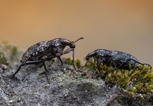Sand-Steppenrüssler (Coniocleonus hollbergi), 25.07.2021, Pustynia Błędowska