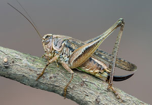 Platycleis albopunctata