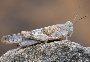 Blauflügelige Sandschrecke (Sphingonotus caerulans), 25.07.2021, Pustynia Błędowska