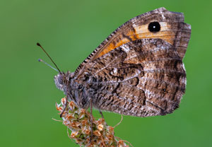 Ockerbindiger Samtfalter (Hipparchia semele), 22.07.2021, Pustynia Błędowska