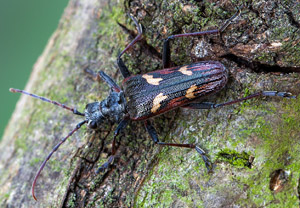 Gelbbindiger Zangenbock (Rhagium bifasciatum), 29.05.2019
