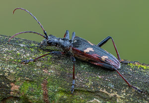 Gelbbindiger Zangenbock (Rhagium bifasciatum), 27.05.2019