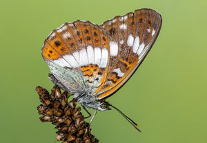 Kleiner Eisvogel (Limenitis camilla), 20.07.2021, Dursztyn