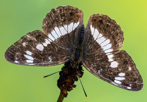 Kleiner Eisvogel (Limenitis camilla), 20.07.2021, Dursztyn