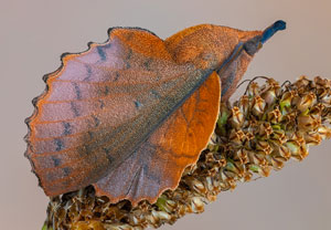 Kupferglucke (Gastropacha quercifolia), 18.07.2021, Dursztyn