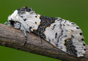Birken-Gabelschwanz (Furcula bicuspis), 25.07.2021, Wyry