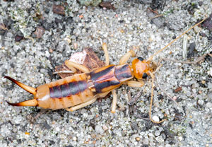 Sandohrwurm (Labidura riparia), 25.07.2021, Pustynia Błędowska