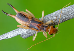 Sandohrwurm (Labidura riparia), 25.07.2021, Pustynia Błędowska