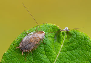 Tanger-Waldschabe (Planuncus tingitanus)