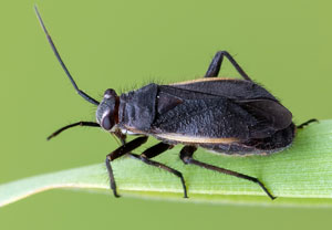 Capsodes gothicus, 01.07.2021, Niederzissen, Bausenberg