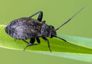 Orthocephalus coriaceus, 01.07.2021, Niederzissen, Bausenberg