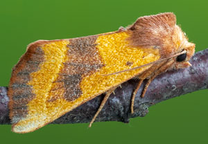 Ockergelbe Escheneule (Atethmia centrago), 06.09.2021, Hürth