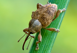 Adern-Eichelbohrer (Curculio venosus) – Foto 2