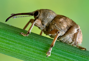Adern-Eichelbohrer (Curculio venosus) – Foto 3