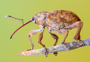 Adern-Eichelbohrer (Curculio venosus), 19.06.2019