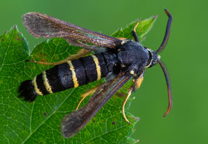 Kleiner Pappel-Glasflügler (Paranthrene tabaniformis), 29.07.2021, Jaworzno