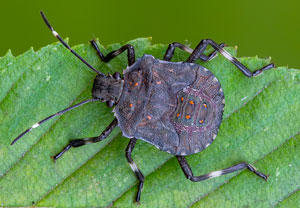 Marmorierte Baumwanze (Halyomorpha halys), 05.09.2021, Hürth