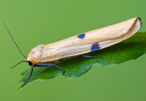 Vierpunkt-Flechtenbärchen (Lithosia quadra), 16.09.2021, Hürth