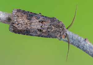 Saateule (Agrotis segetum), 13.06.2021, Hürth