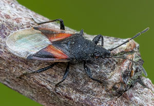 Lindenwanze (Oxycarenus lavaterae), 12.09.2021, Hürth