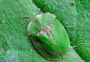 Distelschildkäfer (Cassida rubiginosa) &ndash; Foto 2