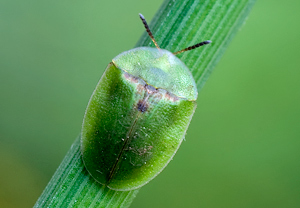 Distelschildkäfer (Cassida rubiginosa) &ndash; Foto 1