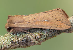 Getreide-Weißadereule (Mythimna unipuncta), 13.10.2021, Tossa de mar