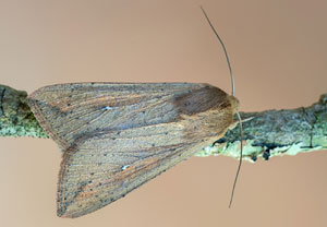 Getreide-Weißadereule (Mythimna unipuncta), 13.10.2021, Tossa de mar