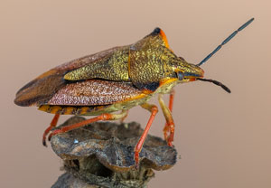 Carpocoris mediterraneus, 13.10.2021, Tossa de mar