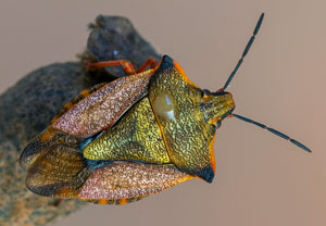 Carpocoris mediterraneus, 13.10.2021, Tossa de mar