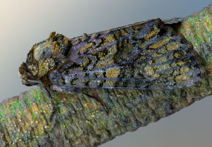 Liguster-Rindeneule (Craniophora ligustri), 14.04.2022, Hürth