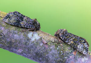 Liguster-Rindeneule (Craniophora ligustri), 04.05.2022, Hürth