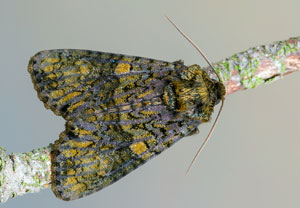 Liguster-Rindeneule (Craniophora ligustri), 14.04.2022, Hürth