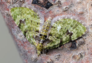 Grüner Blütenspanner (Chloroclystis v-ata), 14.04.2022, Hürth
