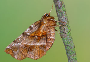 Dreistreifiger Mondfleckspanner (Selenia dentaria), 19.04.2022, Sulzbach/Saar