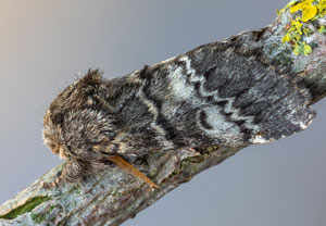 Dunkelgrauer Zahnspinner (Drymonia ruficornis), 18.04.2022, Sulzbach/Saar