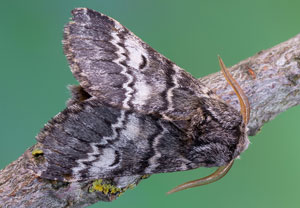 Dunkelgrauer Zahnspinner (Drymonia ruficornis), 18.04.2022, Sulzbach/Saar