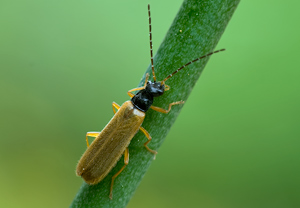 Rhagonycha lignosa