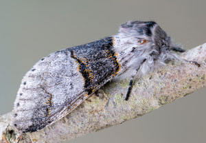 Espen-Gabelschwanz (Furcula bifida), 14.04.2022, Hürth
