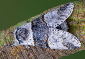 Espen-Gabelschwanz (Furcula bifida), 14.04.2022, Hürth